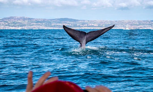 Enormous Blue Whale Fluke