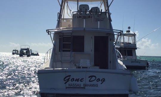 Private Fishing Charter on 37' Sportfishing Yacht in Punta Cana, La Altagracia