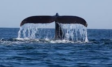 Observação de baleias em Kalpitiya - Passeio de barco