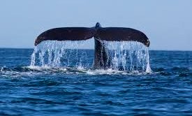 Whales Watching Kalpitiya - Boat Trip