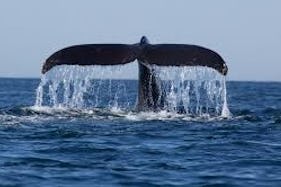 Whales Watching Kalpitiya - Boat Trip