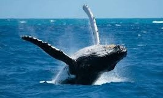 Whales Watching Kalpitiya - Boat Trip