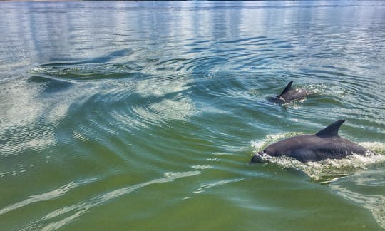 90min Relaxing Dolphin Sightseeing Tour Around Hilton Head Island!