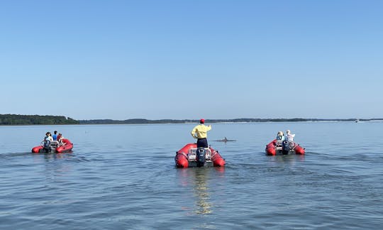 2hr Mini RIB Boat Dolphin Tour in Hilton Head Island