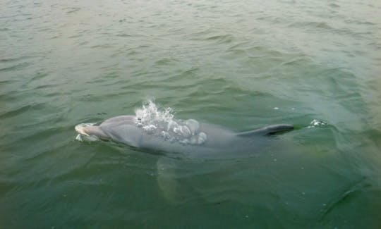 Dolphin Watching and Donuts Boating Experience in South Carolina