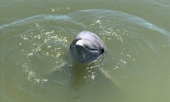 Dolphin Watching and Donuts Boating Experience in South Carolina