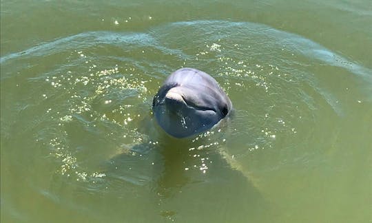 Dolphin Watching and Donuts Boating Experience in South Carolina