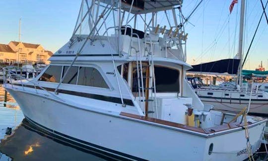 Fishing Charter on 38' Dawson Sportfish Yacht in Norfolk, Virginia