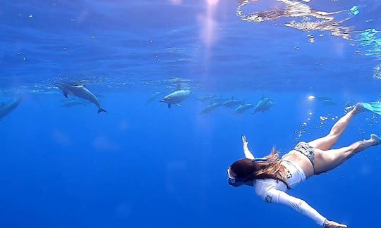 Safari avec les dauphins