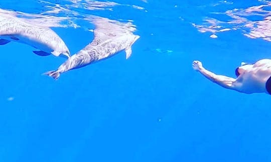 Safari avec les dauphins