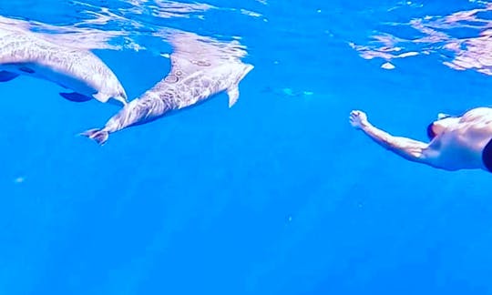 Dolphin Safari