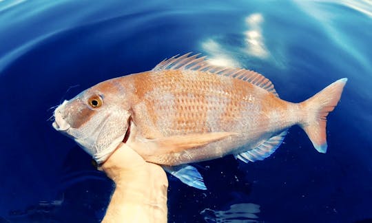 Red porgy