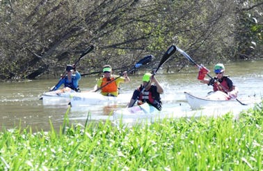 Kayak Hire in Foxton, Life Jacket and Paddle Provided