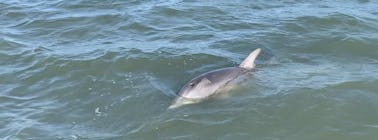 Excursão ecológica de duas horas com golfinhos