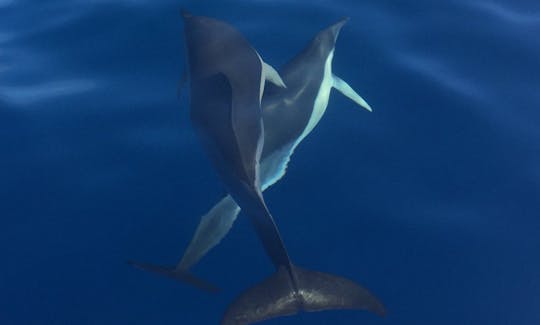 ポルトガルのマデイラ諸島での23フィートのベイライナーシエラカディキャビンレンタル