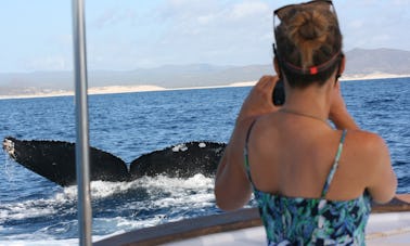 Excursion d'observation des baleines en groupe au départ de San Jose del Cabo, au Mexique