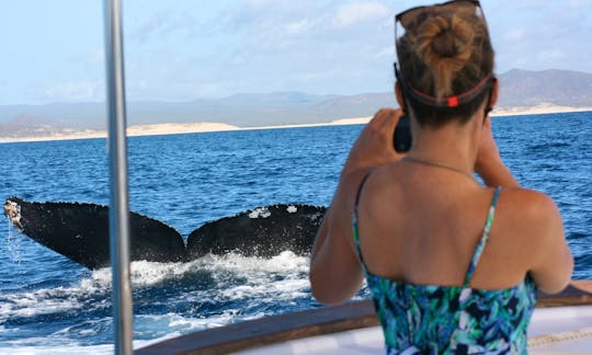 Group Whale Watching out of San Jose del Cabo, away from the boat crowds