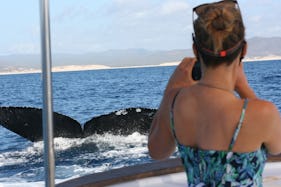Whale Watching Group Tour out of San Jose del Cabo, Mexico