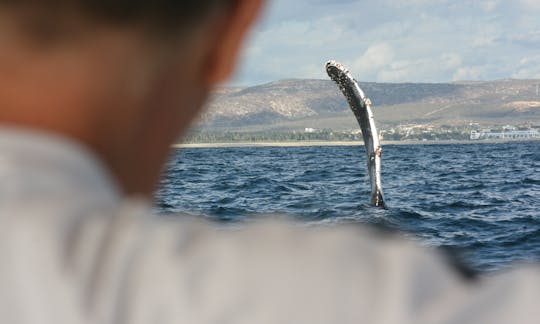 Get a close view of our gentle giants in San Jose del Cabo.