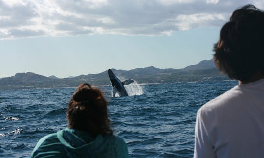 Private Whale Watching out of San Jose del Cabo, away from the boat crowds