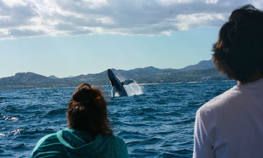 Private Whale Watching out of San Jose del Cabo, away from the boat crowds