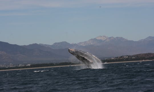 Humpback whale breaching here in San Jose del Cabo.