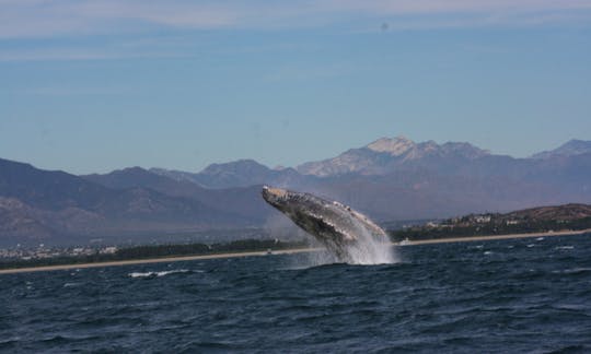 Humpback whale breaching here in San Jose del Cabo.