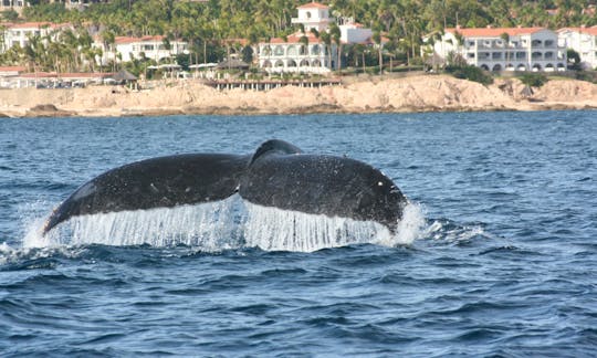 Each tail of a Whale is unique.