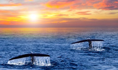 Observation des baleines au lever du soleil : une expérience unique à San José del Cabo