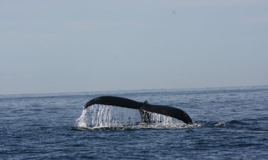 The day is waking up, so do the whales.