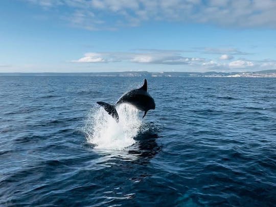 Sesimbra : observation des dauphins