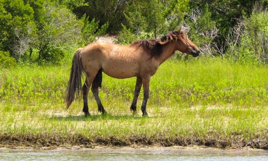 A wild horse on the Rachel Carson Preserve