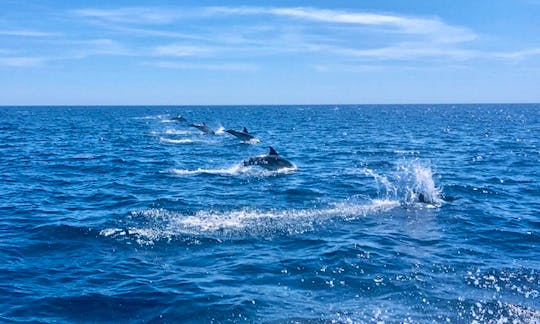 Private Dolphin and Marine Wildlife Watching Tour from Faro or Olhão