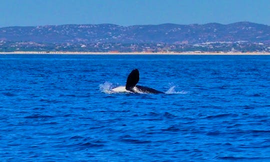 Private Dolphin and Marine Wildlife Watching Tour from Faro or Olhão
