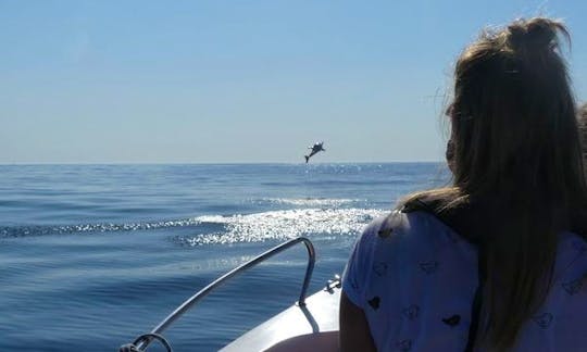 Educational Dolphin and Whale Watching Tour with Marine Biologists from Faro