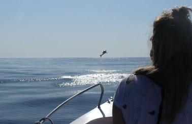 Educational Dolphin and Whale Watching Tour with Marine Biologists from Faro
