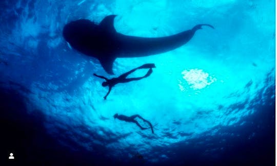 Freediving Whale-Shark Encounter in Isla Isla Mujeres, Quintana Roo