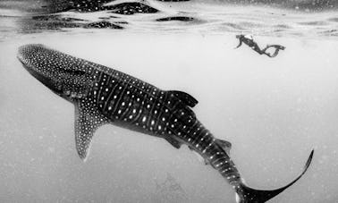 Rencontre en apnée entre baleines et requins à Isla Isla Mujeres, Quintana Roo