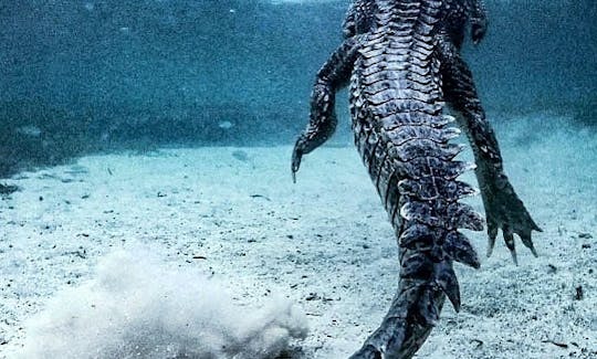 Mergulho livre com crocodilos em Isla Mujeres, Quintana Roo