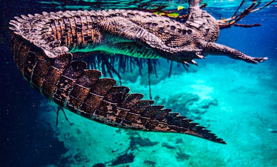 Crocodile Freediving in Isla Mujeres, Quintana Roo