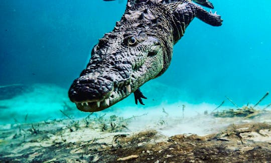 Crocodile Freediving in Isla Mujeres, Quintana Roo