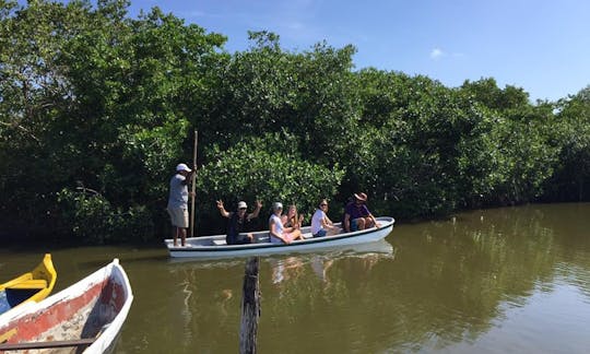 Visite de la mangrove à Bolívar, en Colombie