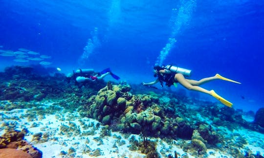 Dive In The Third Longest Coral Reef In The World With Our Bilingual PADI Instructors!