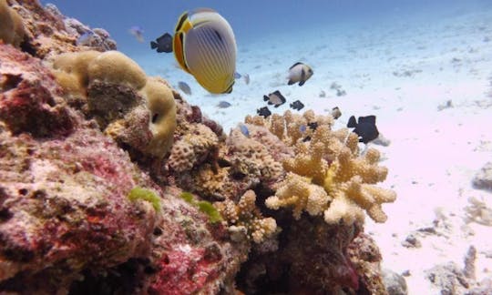 ラチャノイとラチャヤイ島への日帰り旅行-3ダイブ