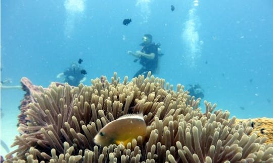 ラチャノイとラチャヤイ島への日帰り旅行-3ダイブ