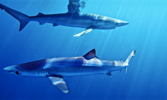Swim with Blue sharks in San Diego!