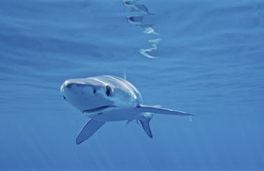 Swim with Blue sharks in San Diego!