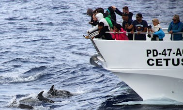 Excursion d'observation des baleines et des dauphins