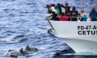 Whale and Dolphin Watching tour