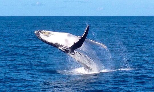 You could be lucky enough to see Whales or Dolphins